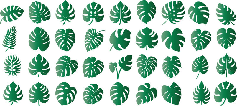 Monstera leaf vector collection, vibrant green monstera leaves, various shapes, sizes, elegant design, wallpapers, tropical themes