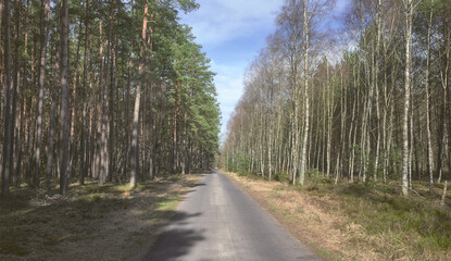 Photo of a road in a forest, color toning applied.
