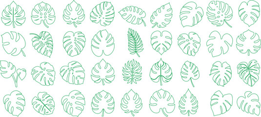 Tropical green monstera palm leaf line art pattern. Outlined nature design element on white background. Fresh aesthetic monstera leaf for design projects
