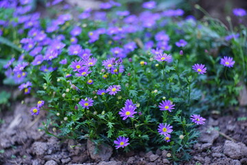 Obraz premium Chrysanthemums in the soil