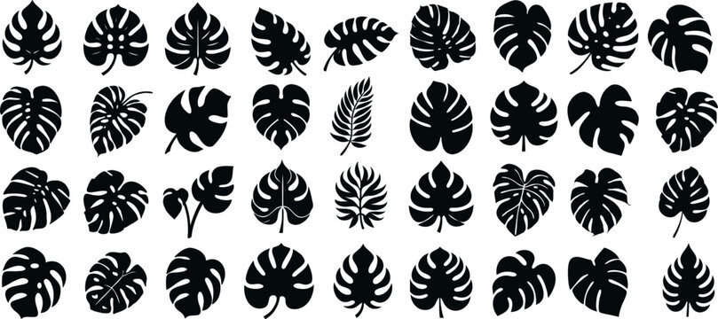 Monstera leaf silhouette, tropical leaf collection, black Monstera silhouette on white background, ideal for nature-inspired designs, wallpapers, textiles