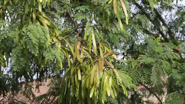 densely fruiting pete lamtoro tree,
Leucaena leucocephala.