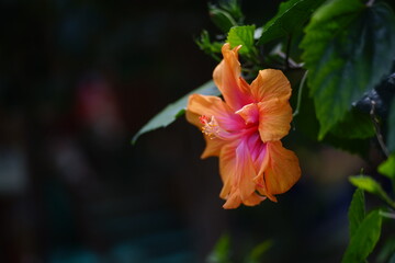 Fototapeta premium hibiscus flower 
