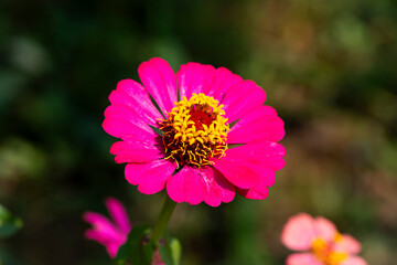 Brightly colored zinnias are blooming in the garden.