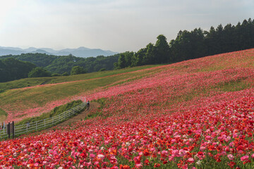 秩父高原牧場のポピー畑【彩の国ふれあい牧場】日本埼玉県