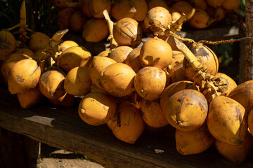 Ripe king coconuts in Sri Lanka