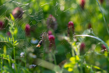 Spider in the web with caught fly