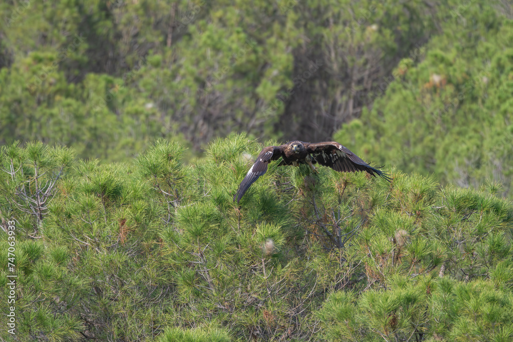 Wall mural Beautiful portrait of a golden eagle opening its wings when it was perched on the branches of a tree to take flight in the forests of Sierra Morena, Andalusia, Spain, Europe