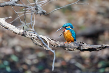 ペリット（未消化物）を吐き出す可愛いカワセミ（カワセミ科）。

日本国東京都文京区、小石川植物園にて。
2024年2月18日撮影。

Cute Kingfisher (Alcedo atthis, family comprising kingfishers) spitting out pellit (undigested food).

At Koishikawa botanical garden