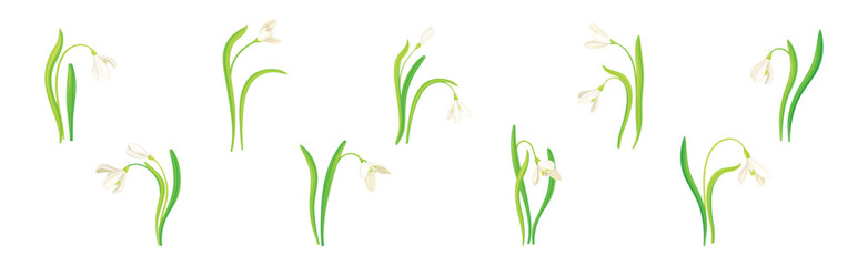White Snowdrop Flower on Green Stem with Leaf Vector Set