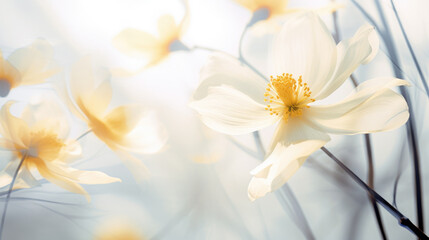 Ethereal White Anemones flowers in Soft Light Blurred floral Background