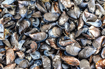 texture background of a variety of sea mussel shells