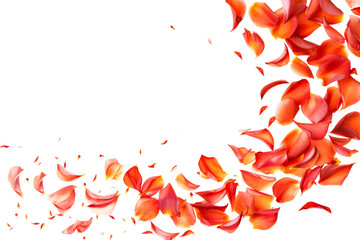 petals swirl, capturing swirling movements on a white background. - obrazy, fototapety, plakaty