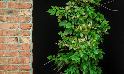 fresh green leaves and a brick wall