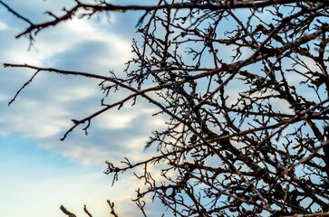 branches of a tree without leaves against a blue sky with clouds
