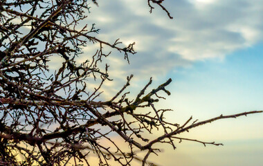 branches of a tree without leaves against a blue sky with clouds