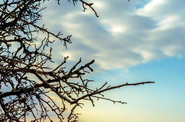 branches of a tree without leaves against a blue sky with clouds