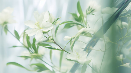 Fototapeta na wymiar Ethereal White Anemones flowers in Soft Light green floral Background