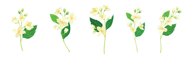 Jasmine Flower with Stalk and Green Leaves Vector Set