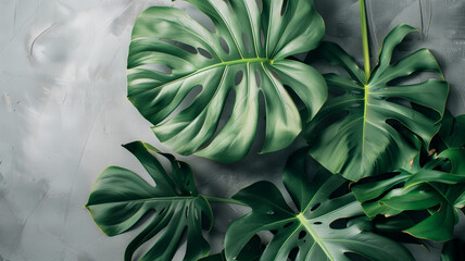 Fototapeta na wymiar A vibrant assortment of tropical foliage with various shapes and shades of green, presented against a pure white