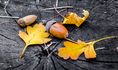 acorns and yellow oak leaves on a wooden stump - Powered by Adobe