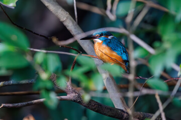 可愛いカワセミ（カワセミ科）。

日本国東京都文京区、小石川植物園にて。
2024年2月18日撮影。

Lovely Kingfisher (Alcedo atthis, family comprising kingfishers).

At Koishikawa botanical garden, Bunkyo-ku, Tokyo, Japan,
photo by February 18, 20