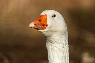 Goose Head with orange beak 