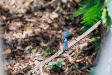 羽ばたいて飛び出す幸せの青い鳥、可愛いルリビタキ（ヒタキ科）。

日本国東京都文京区、小石川植物園にて。
2024年2月18日撮影。

A happy blue bird, the lovely Red-flanked Bluetail (Tarsiger cyanurus, family comprising flycatchers)  in flap wings and fly away.

