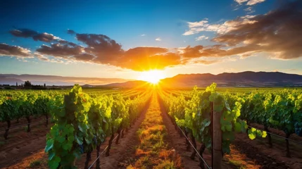 Fototapete Rund Scenic vineyard landscape with rows of grapevines under the sun, promising rich wine flavors © Philipp
