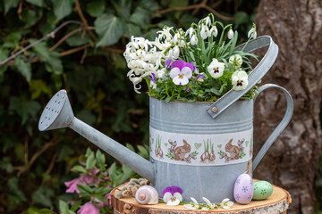 Hornveilchen, Schneeglöckchen und Hyazinthen in Zink-Gießkanne im Garten