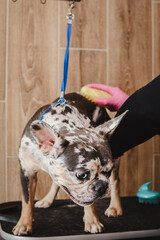Groomer combs a dog with a comb