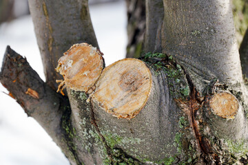 A sawn branch on a garden tree. Removal of the diseased branch