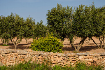 olive field, Formentera, Pitiusas Islands, Balearic Community, Spain