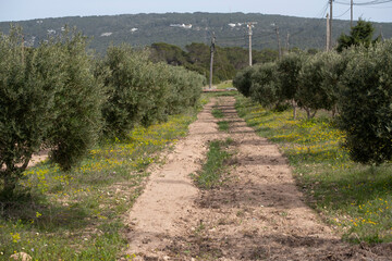 Fototapeta na wymiar olive field, Formentera, Pitiusas Islands, Balearic Community, Spain