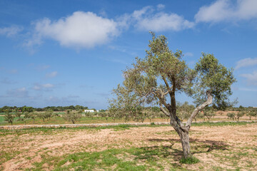 olive field, Formentera, Cap de Barberia, Pitiusas Islands, Balearic Community, Spain