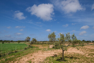 Fototapeta na wymiar olive field, Formentera, Cap de Barberia, Pitiusas Islands, Balearic Community, Spain