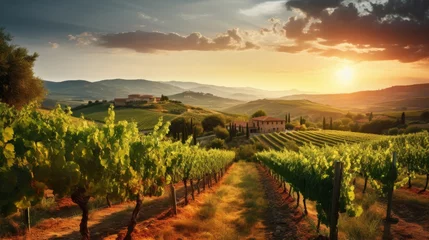 Fotobehang Sunlit tuscan vineyard with grapevines, hills, and olive groves bathed in golden light. © Philipp