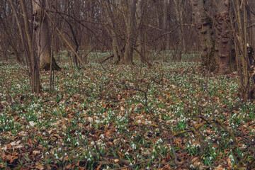 white snowdrop flowers in the forest - 747073798