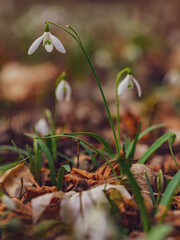 white snowdrop flowers in the forest - 747074187