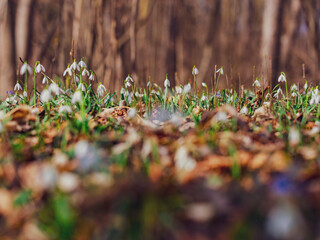 white snowdrop flowers in the forest - 747074329