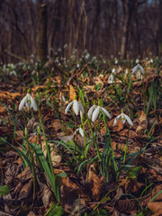white snowdrop flowers in the forest