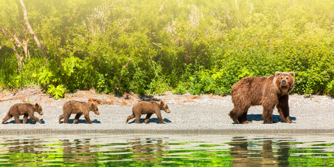 Bear with three cubs on the lake with reflection on sunlight with copy space