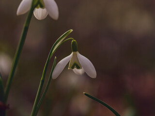 white snowdrop flowers in the forest - 747075303