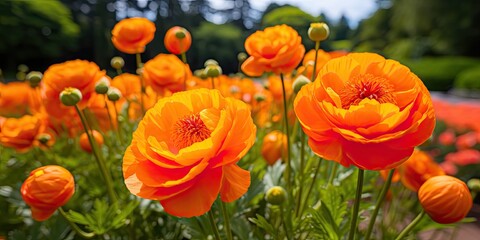 Orange Globe Flowers or Trollius Europaeus on Natural Background, Orange Globe Flowers Field