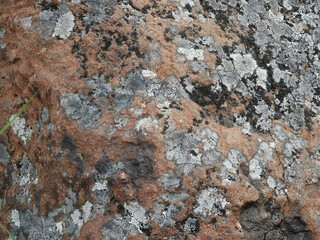 multicolored lichen on stones, natural background, copy space