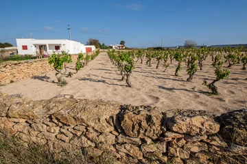 Foto op Canvas vineyard, Sant Ferran de les Roques, Formentera, Pitiusas Islands, Balearic Community, Spain © Tolo