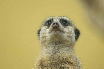Portrait of a cute Meerkat standing in a zoo