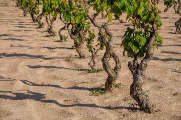 Fototapeta na wymiar vineyard, Sant Ferran de les Roques, Formentera, Pitiusas Islands, Balearic Community, Spain