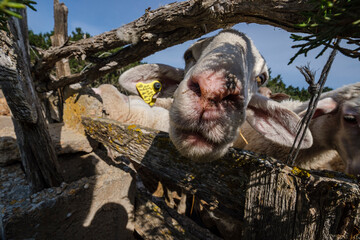 flock of sheep in a field, Formentera, Pitiusas Islands, Balearic Community, Spain