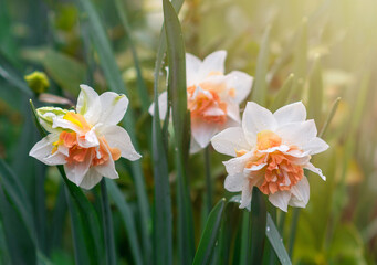 Beautiful white and orange daffodils are blooming and blooming in the garden. Three varietal multi-colored daffodils close-up on a natural background